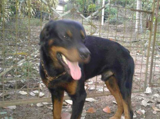 Rottweiler male dog