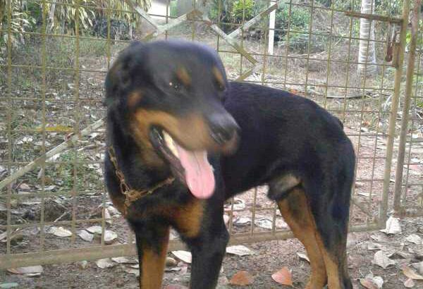 Rottweiler male dog