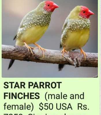 Finche’s-Birds