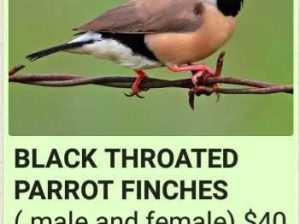 Finche’s-Birds