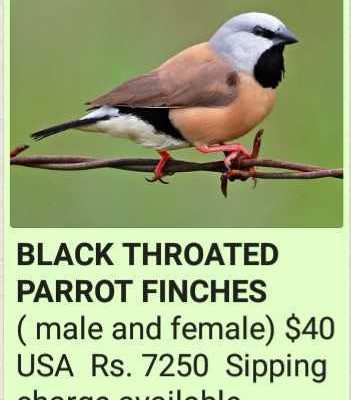 Finche’s-Birds