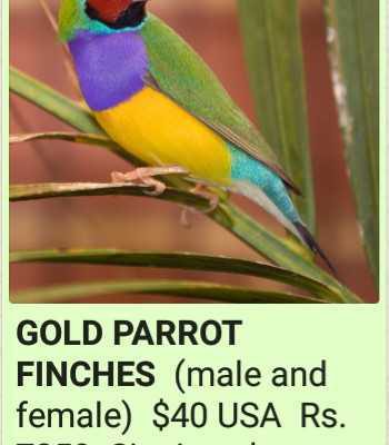 Finche’s-Birds