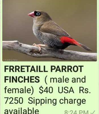 Finche’s-Birds