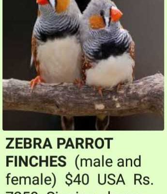 Finche’s-Birds