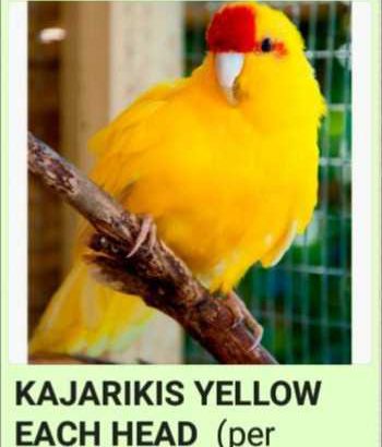 Kakariki’s-Birds
