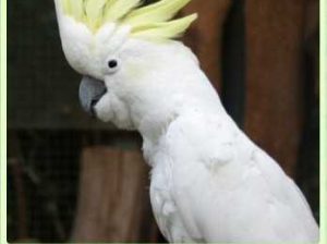 cockatoo’s Birds