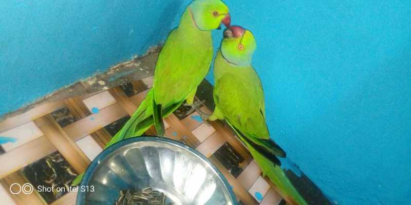 Hand Fed Green Parrots