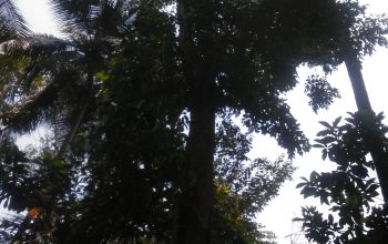 Nadun tree for sale නැදුන් ගසක් විකිණීමට තිබේ