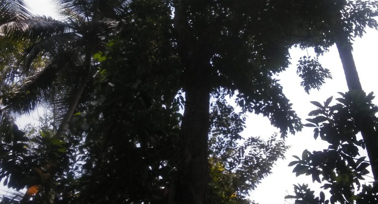 Nadun tree for sale නැදුන් ගසක් විකිණීමට තිබේ