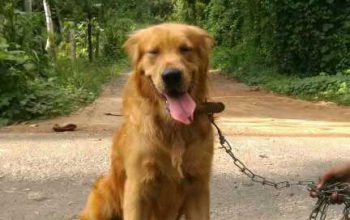 Golden Retriever male dog for crossing.