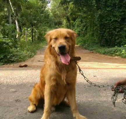 Golden Retriever male dog for crossing.