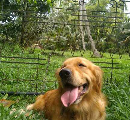 Golden Retriever male dog for crossing.