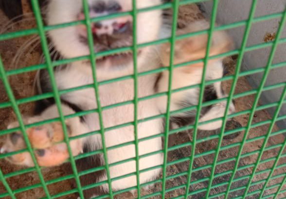 English cocker spaniel dog