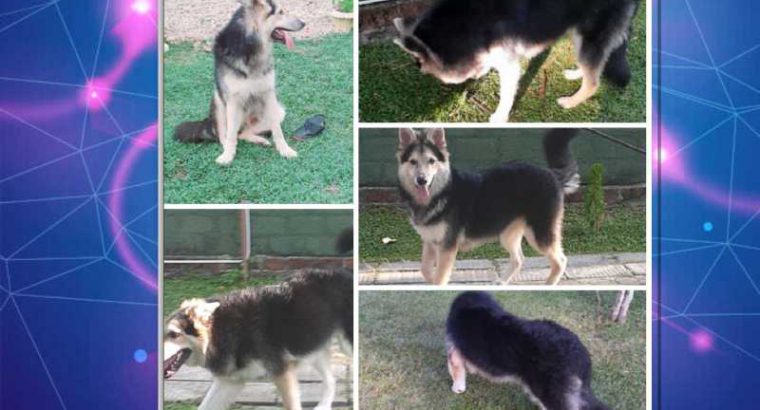 lion shephard dog crossing