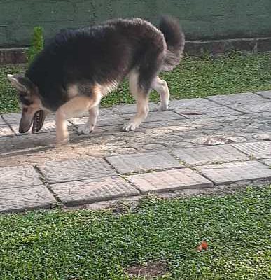 lion shephard dog crossing