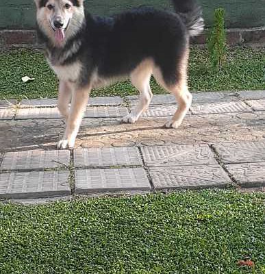 lion shephard dog crossing