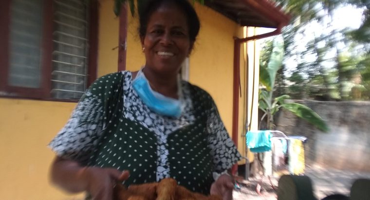 House for sale in gampaha