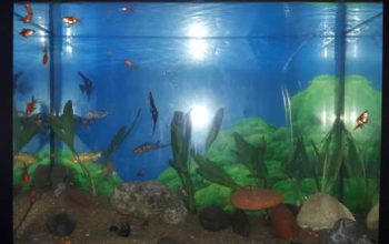 fish tank & fish