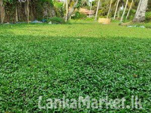 Malasiyan carpet grass