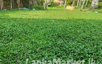 Malasiyan carpet grass