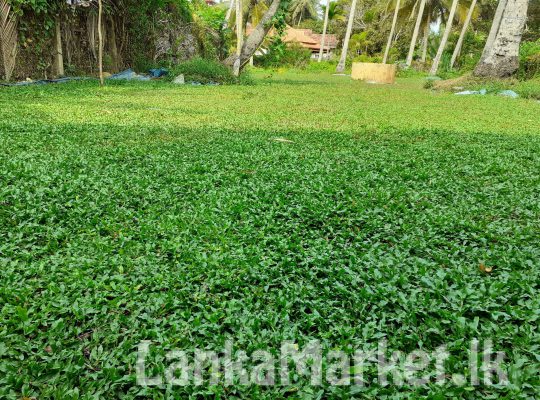 Malasiyan carpet grass