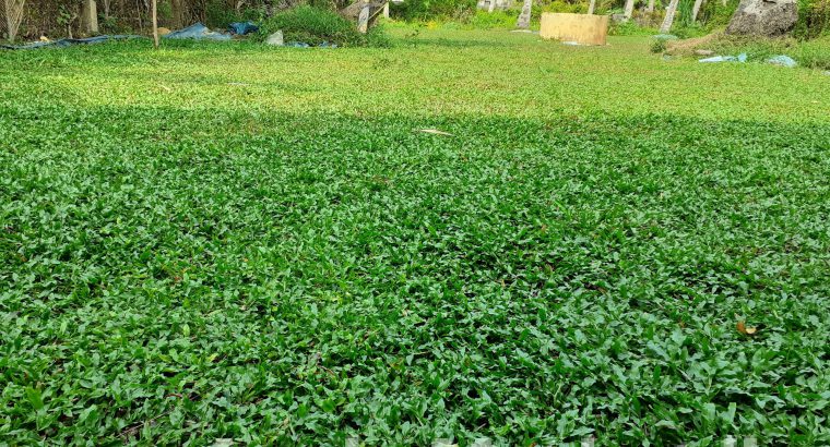 Malasiyan carpet grass