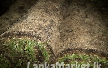 Malasiyan carpet grass