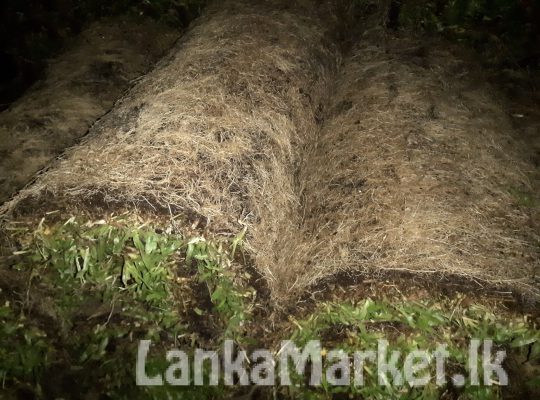 Malasiyan carpet grass