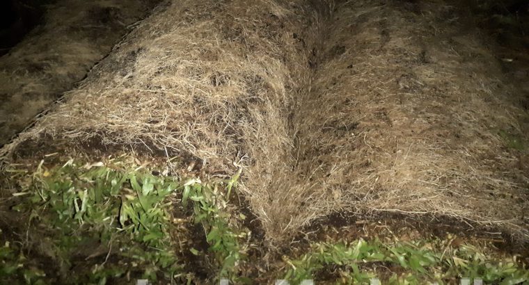 Malasiyan carpet grass