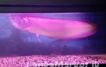Aravana fish with tank