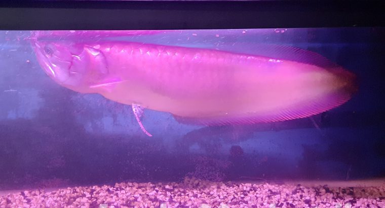 Aravana fish with tank