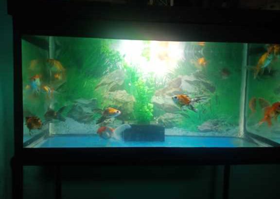 Fish Tank