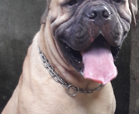 BULLMASTIFF DOG FOR CROSSING/STUD