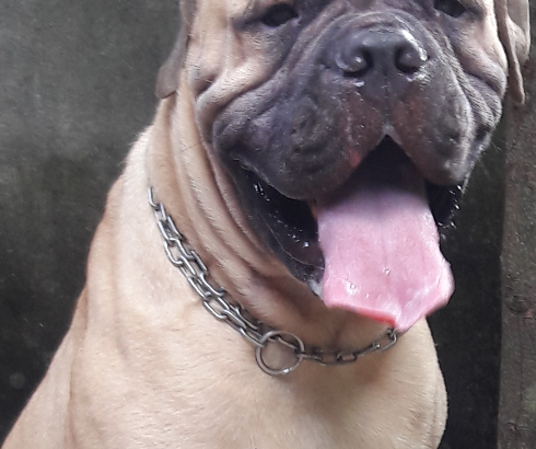 BULLMASTIFF DOG FOR CROSSING/STUD