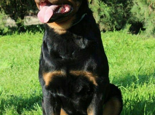 IMORTED ROTTWEILERS FOR CROSSING/STUD (SERBIAN)