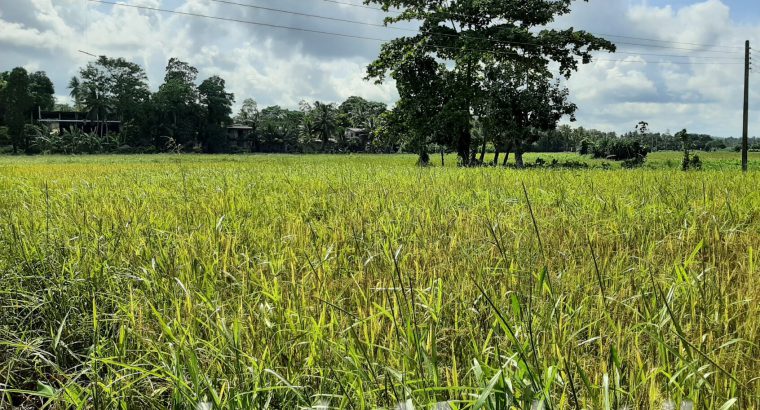 Polgasowita Sisila Sewana 11p Land