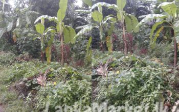 Land for Sale Near the Gampaha Town