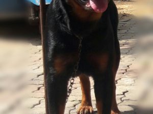 IMORTED ROTTWEILERS FOR CROSSING/STUD (SERBIAN)