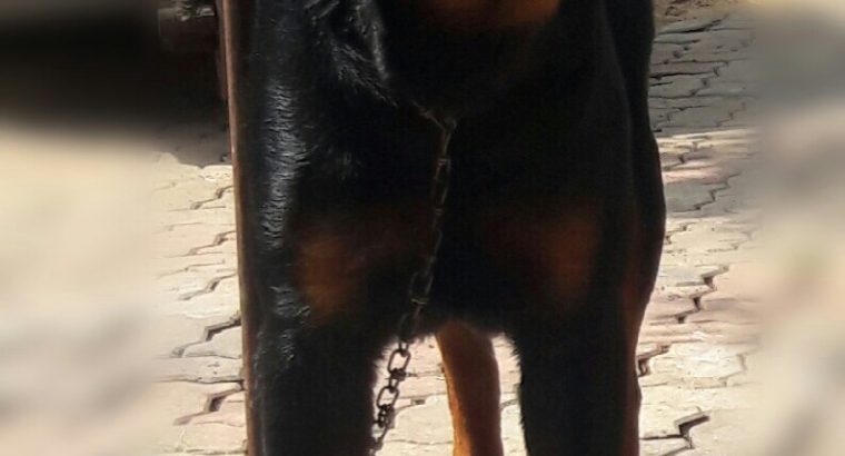 IMORTED ROTTWEILERS FOR CROSSING/STUD (SERBIAN)