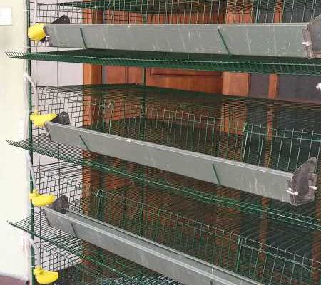 quail cage