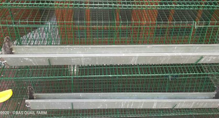 quail cage