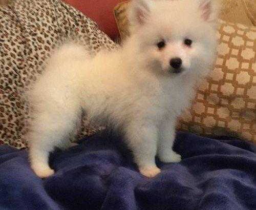 Cute American Eskimos Puppies Available