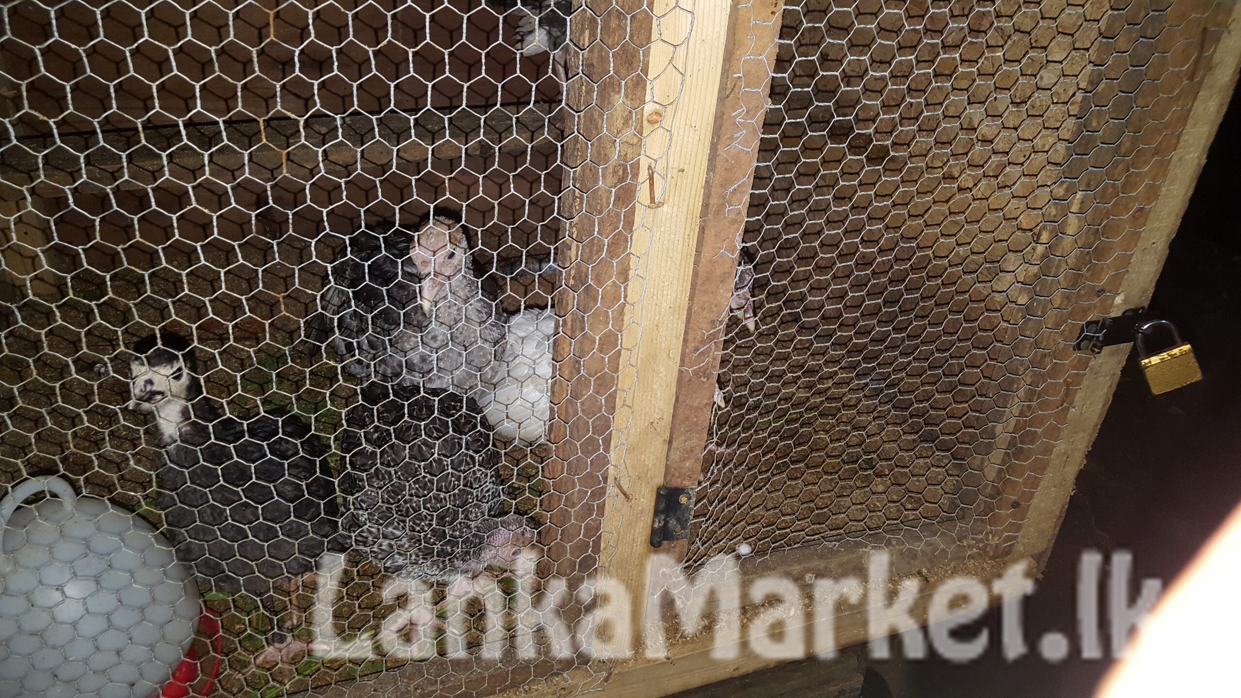GANGKUKULLU FOR SALE Turuky Chicken if you want more about please contect me on 0788290989 01 pices price 2000/= If you like buy all get 01 chick free Colers ~whait,black,Dark Gray …….