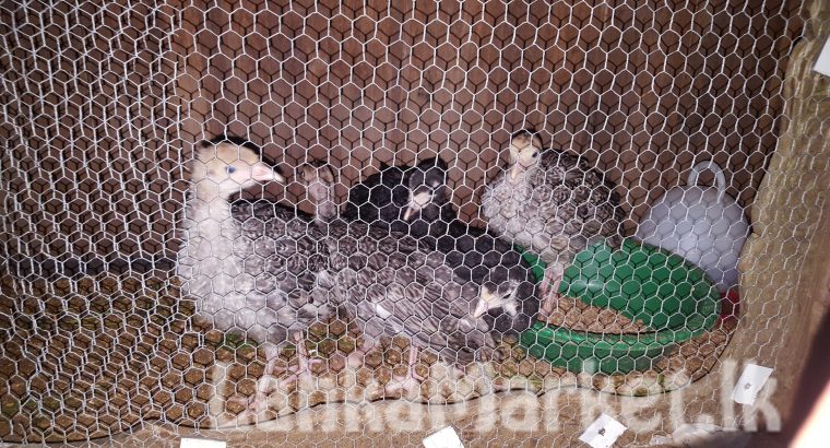 GANGKUKULLU FOR SALE Turuky Chicken if you want more about please contect me on 0788290989 01 pices price 2000/= If you like buy all get 01 chick free Colers ~whait,black,Dark Gray …….