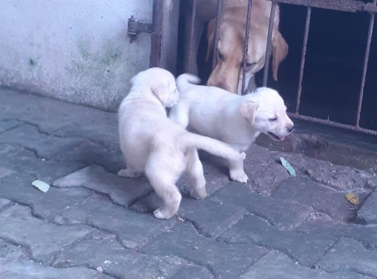 Female puppies for sale