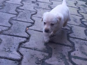 Female puppies for sale