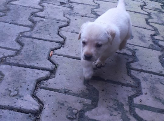 Female puppies for sale