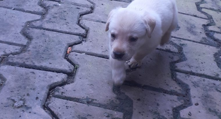 Female puppies for sale