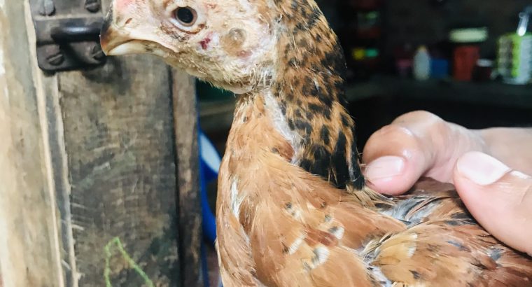 Parrot Nose Chick Pair