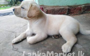 Labrador for sale